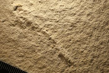 Media type: image;   Entomology PALE-6244